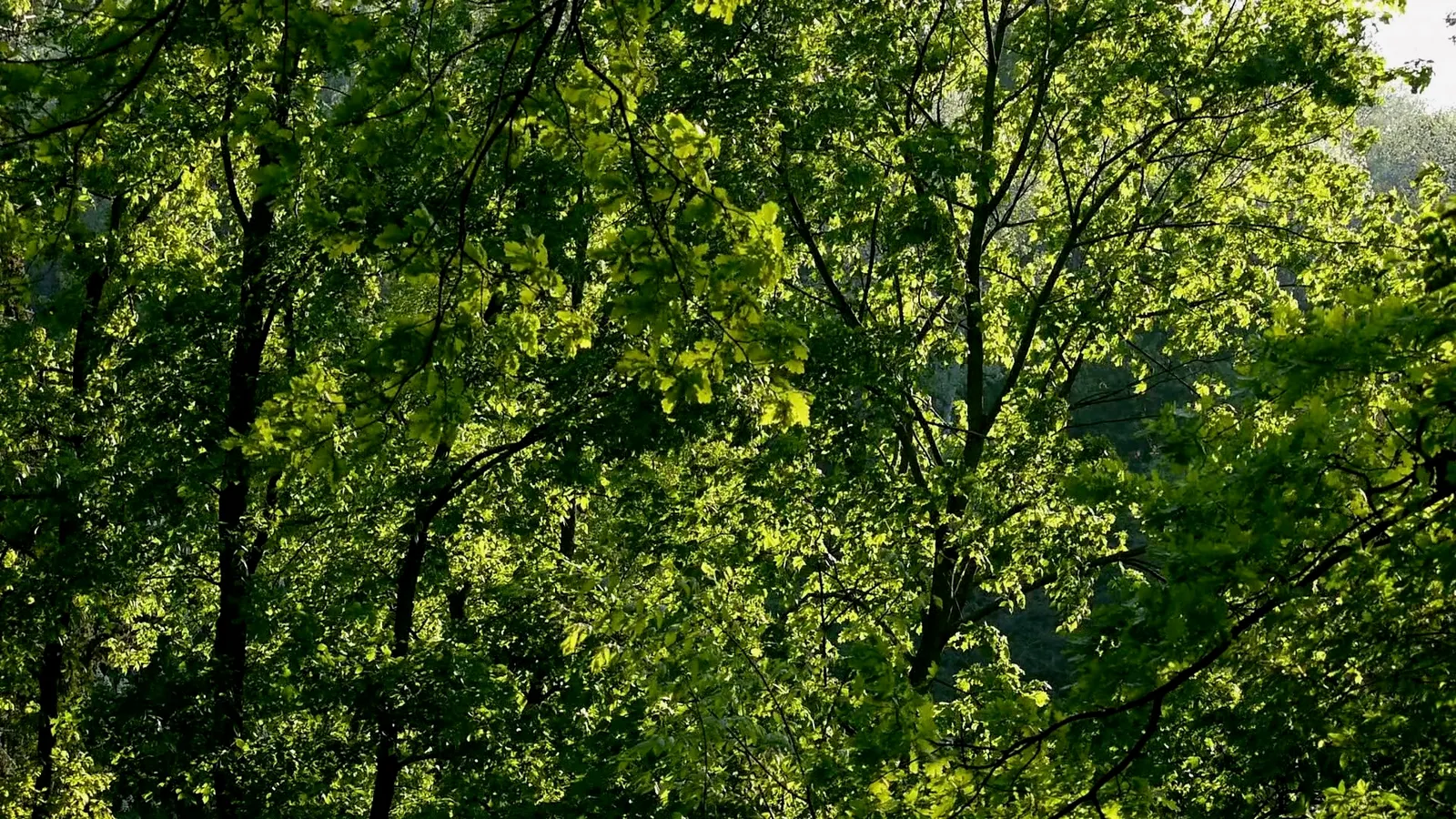 Thresholds Green