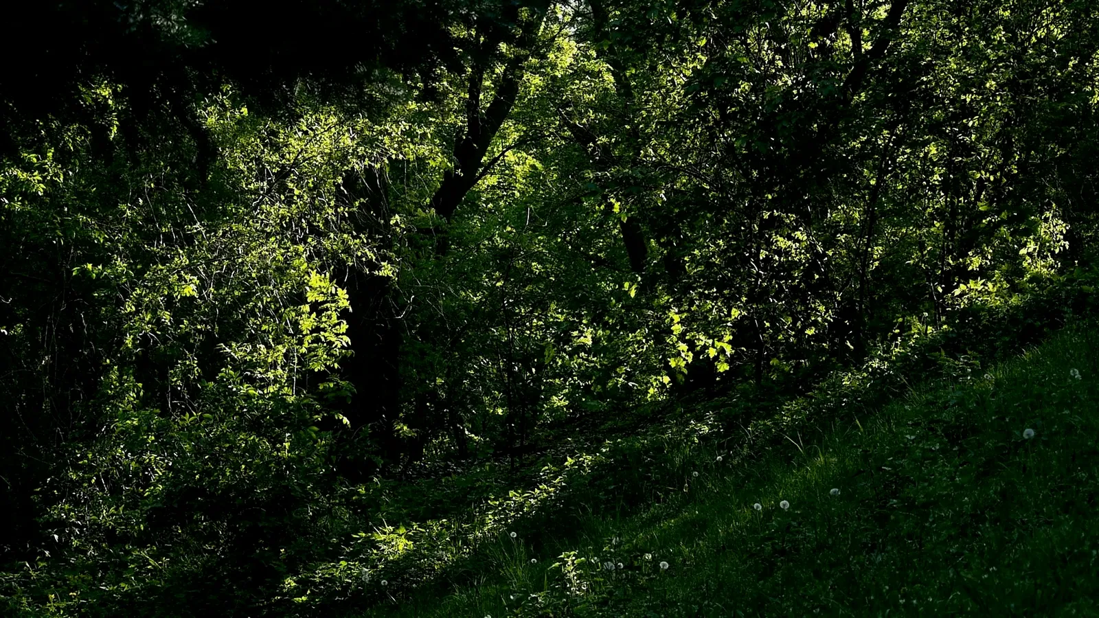 Thresholds Green